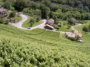 Weinberge östlich des Genfer Sees